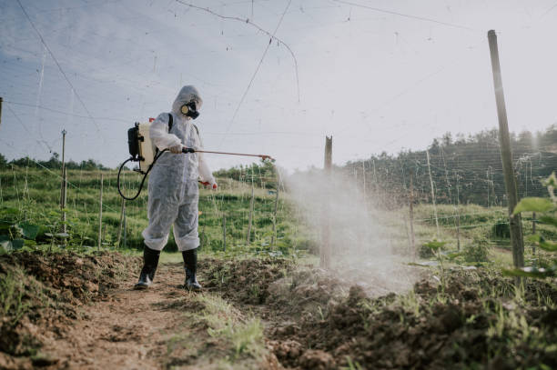 Best Termite Control Services  in Bear Valley Springs, CA