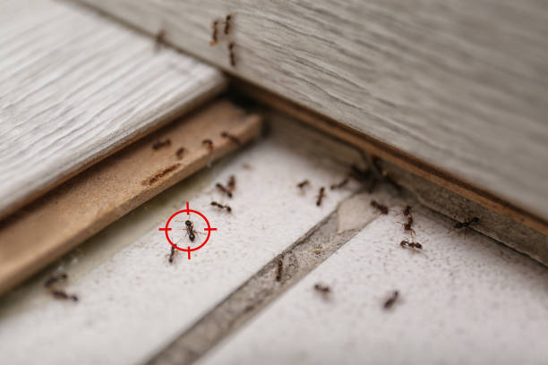 Best Pest Control Near Me  in Bear Valley Springs, CA