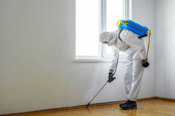 Best Affordable Pest Control Services  in Bear Valley Springs, CA