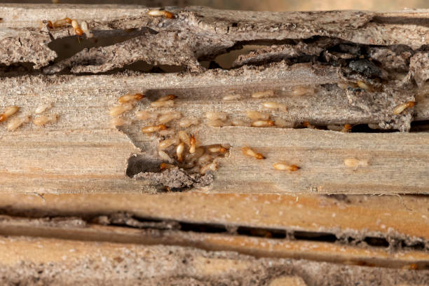 Best Best Pest Control Companies  in Bear Valley Springs, CA