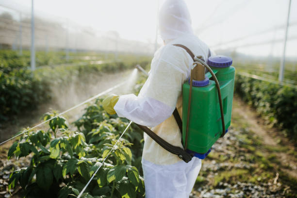 Reliable Bear Valley Springs, CA Pest Control Solutions
